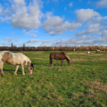 Horses in Port Meadow